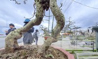 &apos;Thủ phủ&apos; mai vàng của miền Trung rộn ràng vào Tết