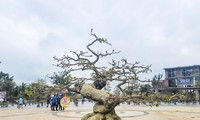 Ngắm dàn mai cổ thụ tại lễ hội mai vàng ở Bình Định