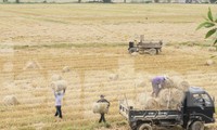 Ngắm đồng lúa chín vàng, &apos;thẳng cánh cò bay&apos; vào mùa gặt
