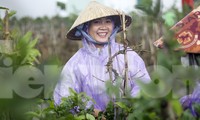 Rộn ràng mùa lặt lá thuê ở thủ phủ mai vàng Bình Định