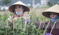 Nhà vườn ở Bình Định tất bật chăm hoa, mong có Tết đủ đầy