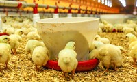 ‘Khai tử’ dự án chăn nuôi công nghệ cao hơn 500 tỷ ở Bình Định