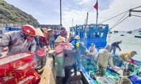 Ngư dân Bình Định &apos;hốt lộc&apos; đầu năm