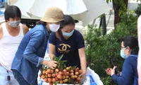 Chỉ trong 2 ngày, thông qua chương trình hỗ trợ tiêu thụ vải thiều Bắc Giang của Hội Doanh nhân trẻ TP Đà Nẵng, người dân đã mua hết hơn 32 tấn vải góp phần giúp nông dân trồng vải giải quyết khó khăn về đầu ra