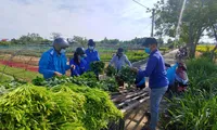 Hàng trăm kg rau đã được các tình nguyện viên thu hoạch và hỗ trợ tiêu thụ giúp bà con nông dân xã Hòa Tiến (huyện Hòa Vang, Đà Nẵng) trong thời gian thành phố phong tỏa
