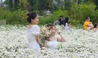 Giới trẻ hào hứng check-in vườn cúc họa mi &apos;có một không hai&apos; giữa lòng Đà Nẵng