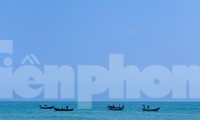 Mùa ốc gạo ở ven biển Quảng Ngãi kéo dài từ tháng Giêng đến hết tháng 3 Âm lịch. Ảnh: Nguyễn Ngọc