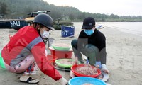 Ngư dân Đà Nẵng nhộn nhịp vào mùa &apos;xúc&apos; lộc biển