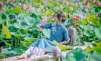 Quảng Trị: Sen hồng đang mùa nở rộ, bạn đã chụp bộ ảnh “sống ảo” nào chưa?