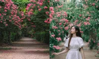 Hóa thân thành &quot;nàng thơ&quot; lạc bước trong khu vườn tường vi đẹp như tranh vẽ ở Hà Nội