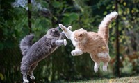 Thành phố ở Úc có lệnh giới nghiêm: Cấm &quot;hoàng thượng&quot; rời nhà, vi phạm là phạt tiền &quot;sen&quot;