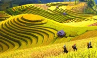 Mùa lúa chín rộ đẹp &quot;xỉu dọc xỉu ngang&quot;, đã đến lúc xách ba-lô đi Tây Bắc săn ảnh xịn mịn!