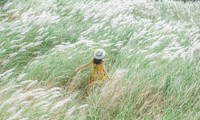 Mùa sậy trổ hoa, nhớ tuổi thơ chúng mình thuở đóng giả chú rể cô dâu