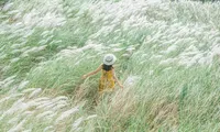 Mùa sậy trổ hoa, nhớ tuổi thơ chúng mình thuở đóng giả chú rể cô dâu