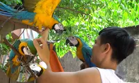 Chàng trai Hà Nội bỏ việc văn phòng về nuôi &apos;bộ sưu tập&apos; vẹt cảnh giá trị 