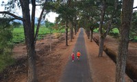 Hàng thông trăm tuổi, cầu treo, đồi chè xanh ngát trên cung đường Tiền Phong Marathon 2021