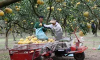 Tất bật thu hoạch giống bưởi đặc sản Thủ đô phục vụ Tết Nguyên đán