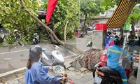 Ô tô đi đường vòng, xe máy lao lên vỉa hè khi phố Hà Nội vẫn la liệt cây đổ gãy sau bão