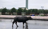 Tá hỏa vì trâu đi lạc ở sân bay Nội Bài