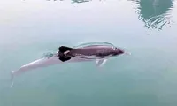Cá heo tung tăng bơi lội ở vịnh Hạ Long 