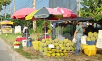 Cám cảnh &apos;trái cây vua&apos;: Tiểu thương thờ ơ, người trồng mỏi mòn chờ khách