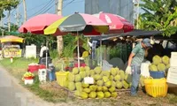 Cám cảnh &apos;trái cây vua&apos;: Tiểu thương thờ ơ, người trồng mỏi mòn chờ khách