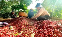 Việt Nam có cà phê đặc sản, giá cao gấp đôi mặt bằng thế giới
