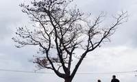 Cây thông &apos;cô đơn&apos; nổi tiếng trên đèo Hải Vân chết khô