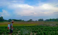 Nở rộ vi phạm huy động vốn dự án ở Quảng Nam