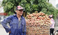 Nông dân Bắc Giang phấn khởi vì vải thiều bán được giá cao. Ảnh: Nguyễn Thắng