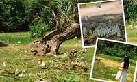 Tọa độ “chữa lành” đẹp như tiên cảnh: Vườn Quốc gia Cúc Phương mùa bướm trắng