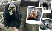 &quot;Idol mới nổi&quot; Đỗ Đỗ - chú khỉ saki hở ra có meme, dân mạng xin vía &quot;tóc mượt&quot;