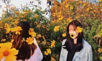 Team Hà Nội đâu cần đến Đà Lạt xa xôi, Ba Vì cũng sắp sửa bước vào mùa hoa dã quỳ rồi!