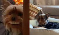 Chó đeo răng giả của chủ