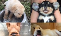 Tư thế ngủ bá đạo của boss