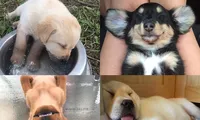 Tư thế ngủ bá đạo của boss