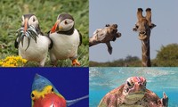 Comedy Wildlife Photography Awards