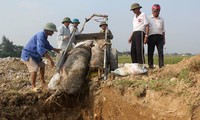 Dịch tả lợn châu Phi đã lan 52 tỉnh thành và tiếp tục khả năng lan ra các địa phương khác