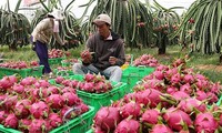 Bộ NN&PTNT đang đề nghị các doanh nghiệp chế biến, siêu thị tăng thu mua hỗ trợ bà con nông dân trong tiêu thụ thanh long ruột đỏ