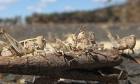 FAO đánh giá châu châu sa mạc đang gây tình trạng tồi tệ nhất với cây trồng ở vùng Đông Phi trong 25 năm qua (Nguồn: BBC)