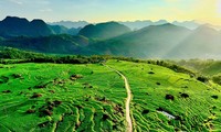 Ruộng bậc thang xanh mướt mùa lúa non 'đốn tim' du khách