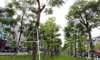 Chính thức phê duyệt đề án trồng 1 tỷ cây xanh