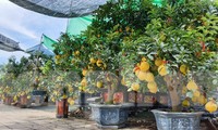 Bưởi Diễn chơi tết giá chục triệu đồng đổ bộ TPHCM