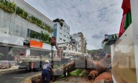 Vụ cây xanh trong trường ở TPHCM bất ngờ bật gốc: Một học sinh đi đường nhập viện cấp cứu