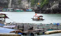 Bến tàu chở khách du lịch tại thị trấn Cát Bà. 