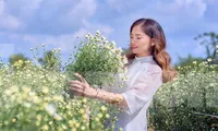 Giới trẻ Hải Phòng xúng xính váy áo check-in vườn cúc họa mi 