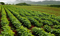 Nguồn dược liệu sạch, đạt chuẩn quyết định chất lượng sản phẩm đông dược Việt Nam