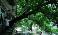 Cây cổ thụ trăm năm tuổi mọc xuyên qua ngôi nhà ba tầng