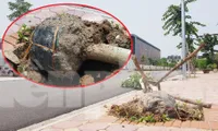 Xôn xao loạt cây xanh bật gốc lộ nguyên vỏ bọc rễ sau mưa dông ở Linh Đàm