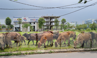 Bên trong khu đô thị Thanh Hà bất ngờ bị cò &apos;thổi giá&apos;